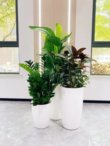 宁波余姚绿化修剪公司><div class=